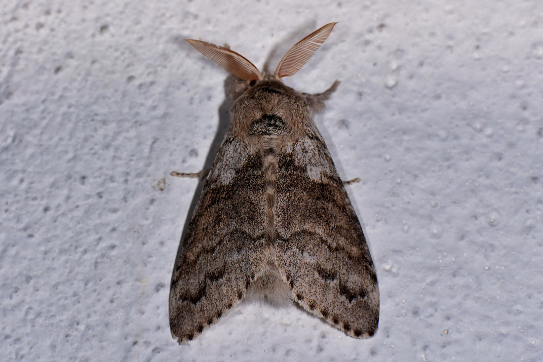 Noctuidae? No, Erebidae Lymantriinae: Calliteara pudibunda